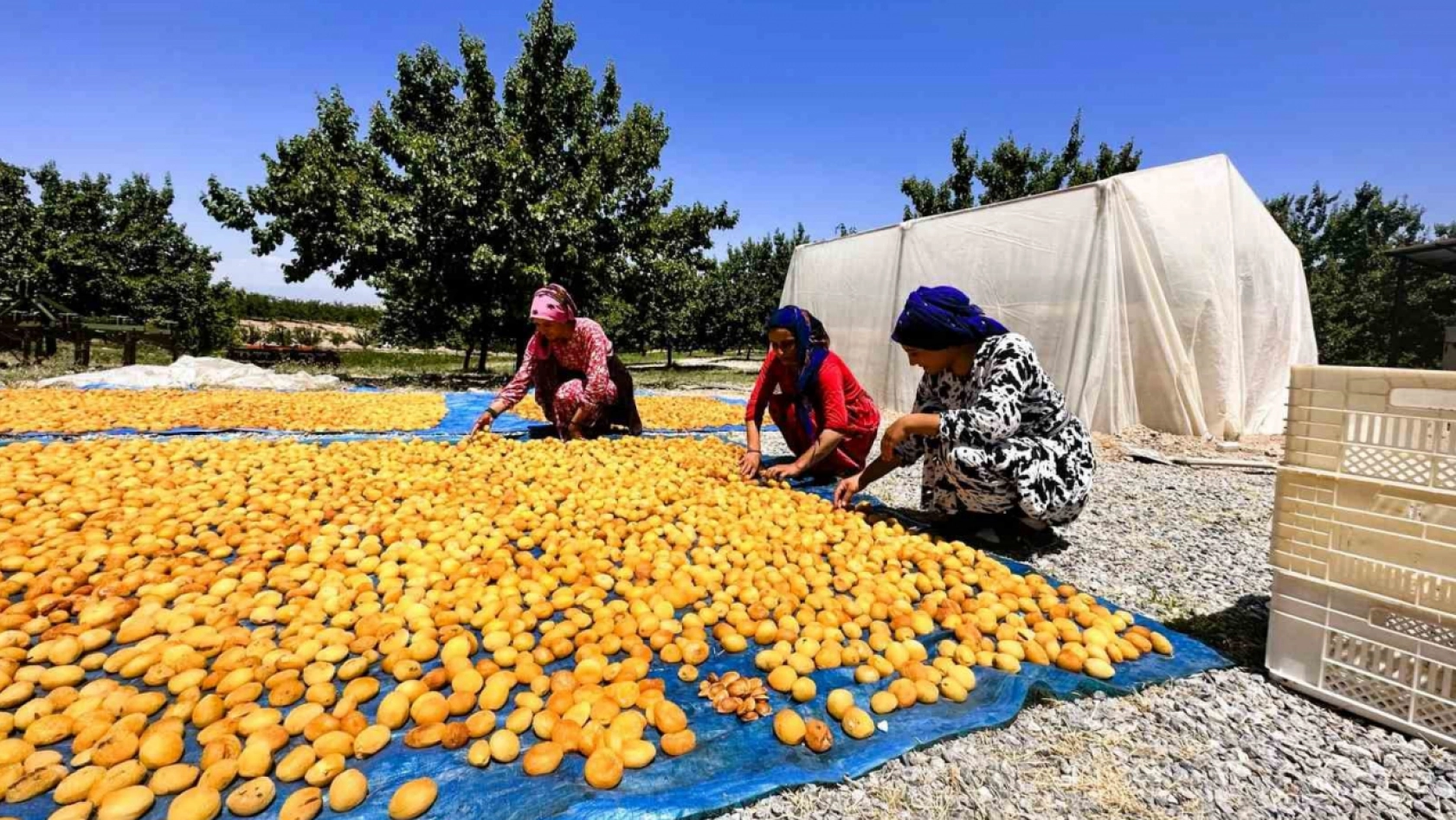 Kayısıda hasat dönemi