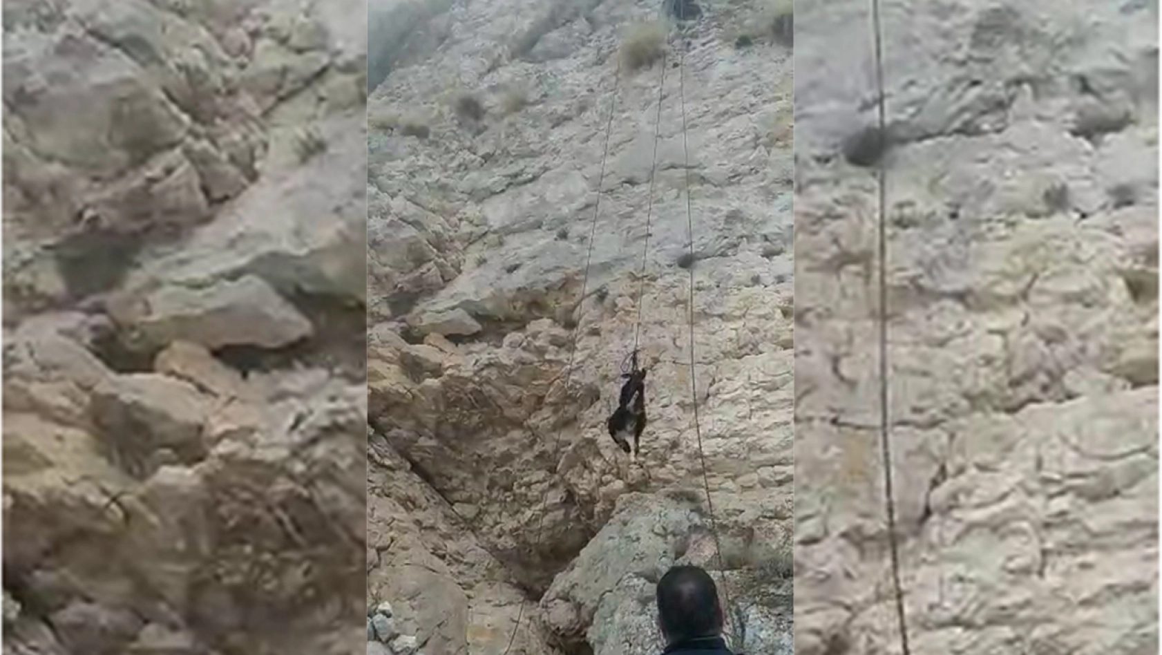 Malatya'da kayalıklarda mahsur kalan keçi kurtarıldı