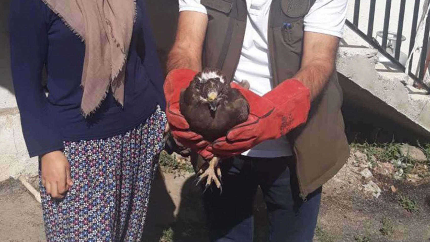 Malatya'da yaralı halde bulunan Kızıl Şahin ile güvercin koruma altına alındı