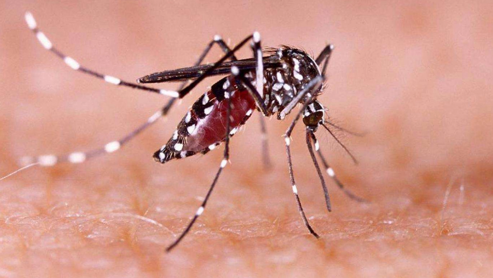 Sağlık Bakanlığı, sivrisinekten korunma rehberi yayımladı