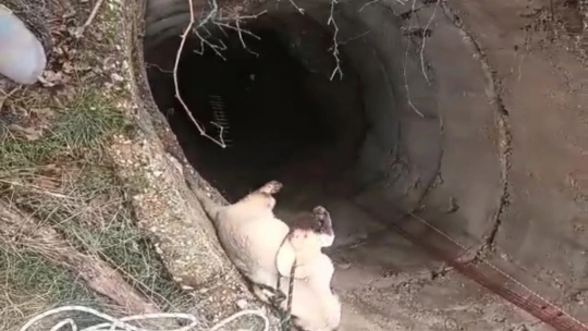 Malatya'da 15 metrelik su kuyusuna düşen köpek kurtarıldı