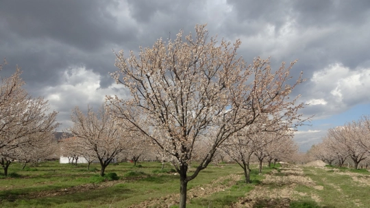 Depremde evi yıkılan Zehra teyzenin umudu 'kayısı'