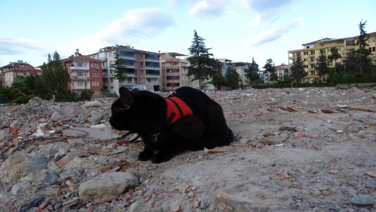 11 gün sonra bulunan kedisine gözü gibi bakıyor