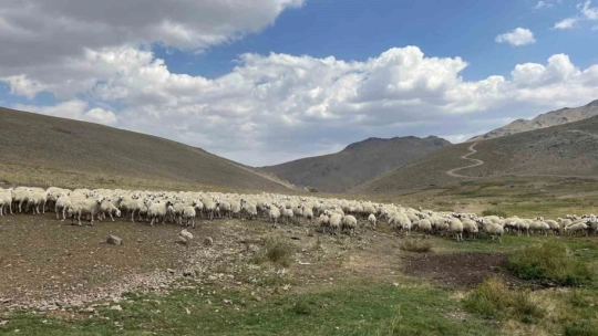 Malatya'da 25 bin TL'ye çoban bulunamıyor