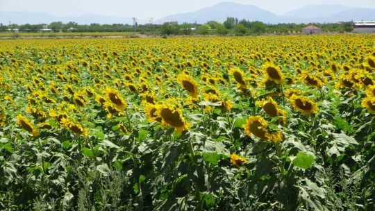 Malatya'da ayçiçeği hasadına başlandı