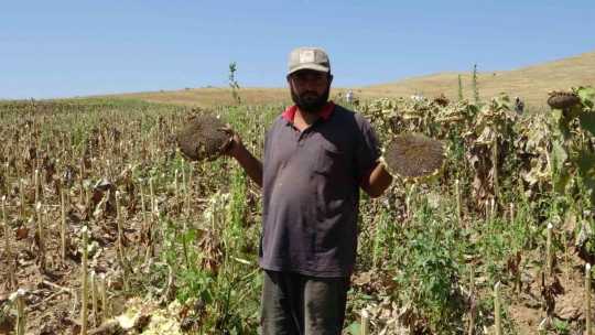 Malatya'da ayçiçeği hasadına başlandı