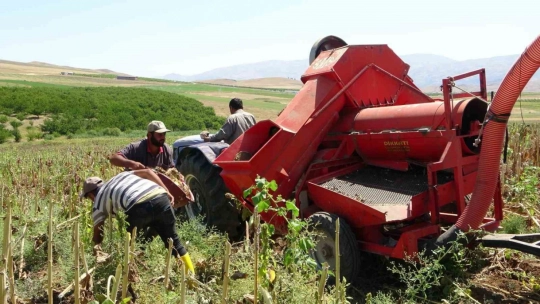 Malatya'da ayçiçeği hasadına başlandı