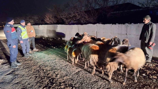 Malatya'da kayıp koyunları jandarma buldu