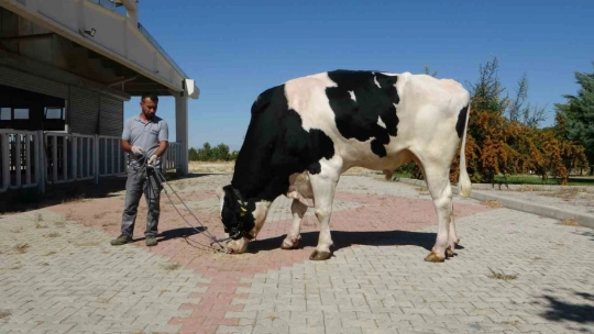 Malatya'da üretilen boğa spermaları dünyaya ihraç edilecek