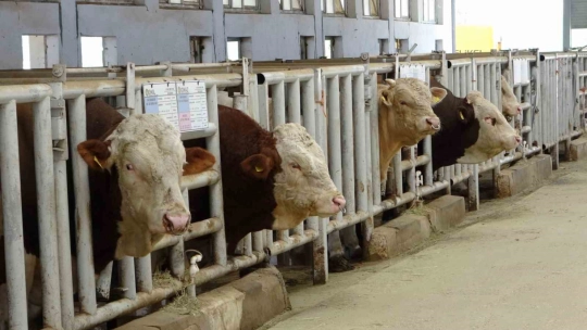 Malatya'da üretilen boğa spermaları dünyaya ihraç edilecek