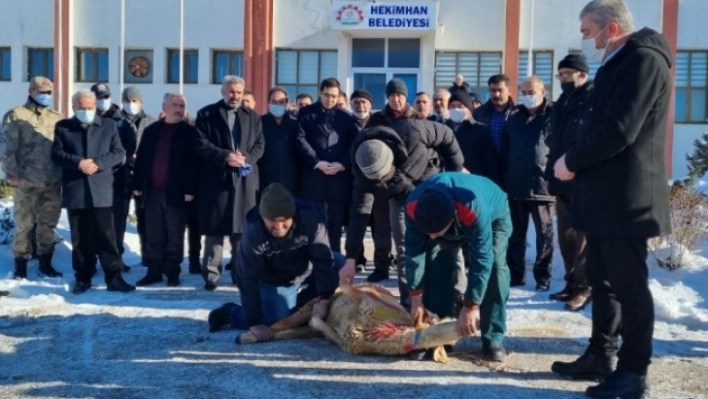 Hekimhan Belediyesi kardan dolayı 'şükür kurbanı' kesti