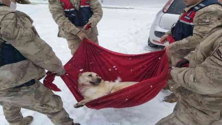 Karda yaralı halde bulunan Köpek'e jandarma şefkati