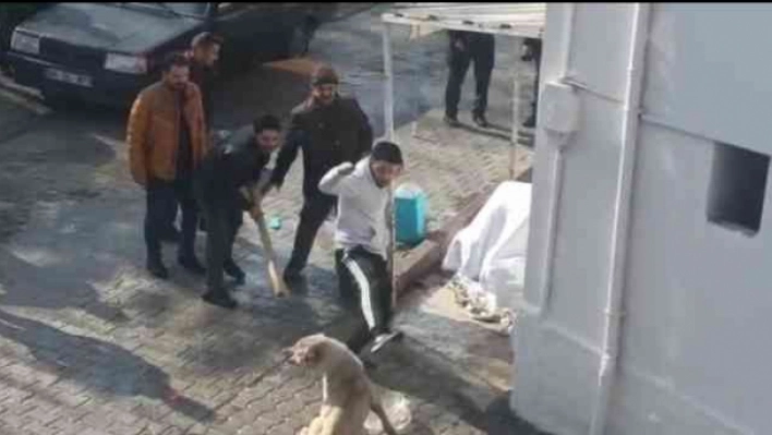 Kavgada gözü dönen köpeklere tekmeli müdahale