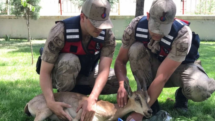 Malatya'da 2 tane yaralı dağ keçisi bulundu