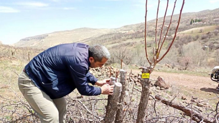 Malatya'da ahlat ağacına Akçadağ armudu aşısı