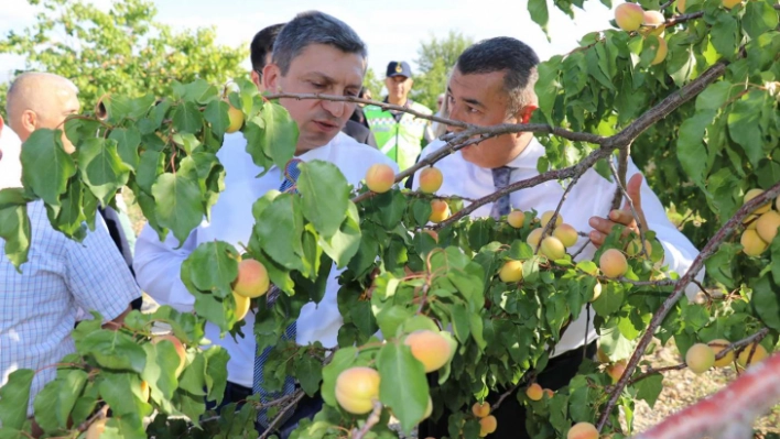 Malatya'da kayısı hasadı zamanı