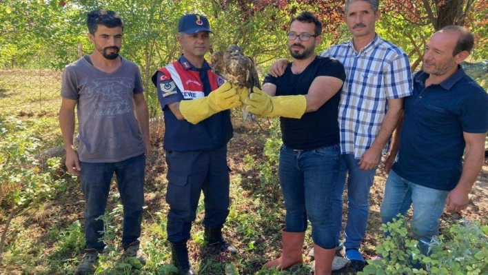 Malatya'da yaralı halde bulunan Şahin koruma altına alındı