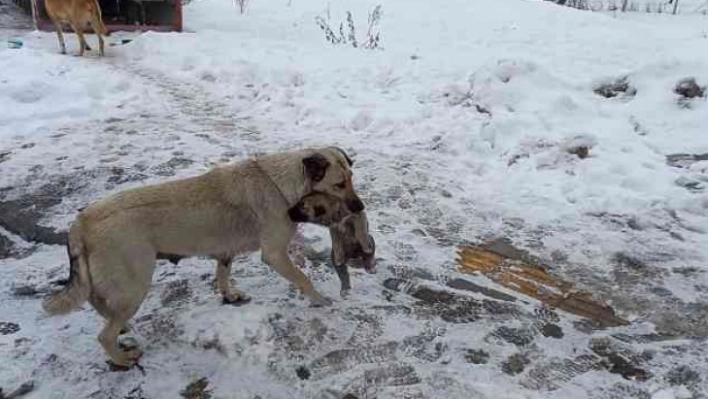 Yaramaz yavru köpeğe anne şefkati