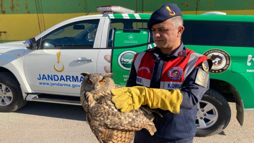 Malatya'da nesli tükenmekte olan 'Kulaklı Orman Baykuşu' bulundu